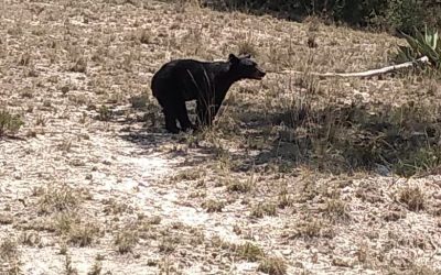 Arteaga conmemora el Día Mundial de los Animales con acciones de protección en la Sierra