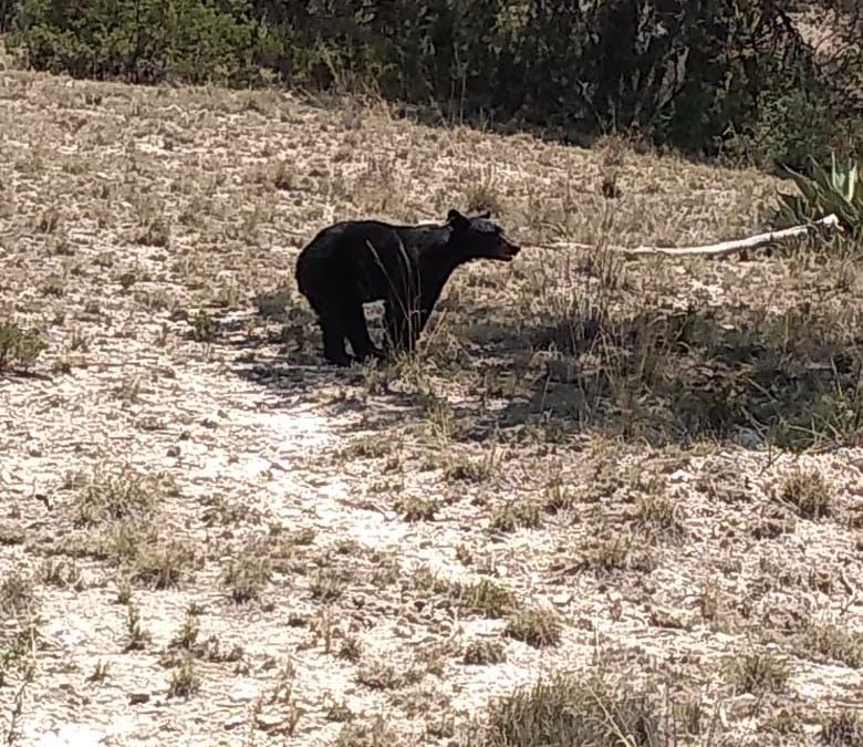 Arteaga conmemora el Día Mundial de los Animales con acciones de protección en la Sierra