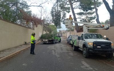 Arteaga refuerza vigilancia preventiva por riesgos en arbolado